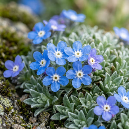 Eritrichium Pectinatum Flower Seeds