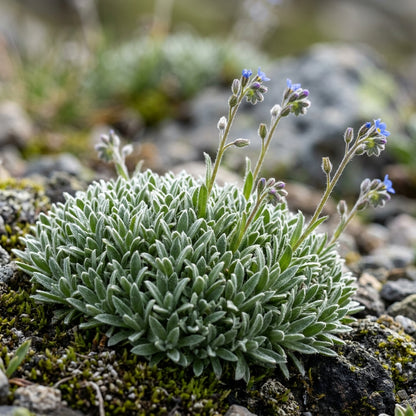 Eritrichium Pectinatum Flower Seeds