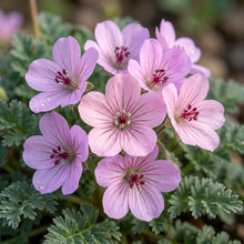 Erodium Castellanum Seeds for Garden Planting