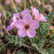 Erodium Castellanum Seeds for Garden Planting