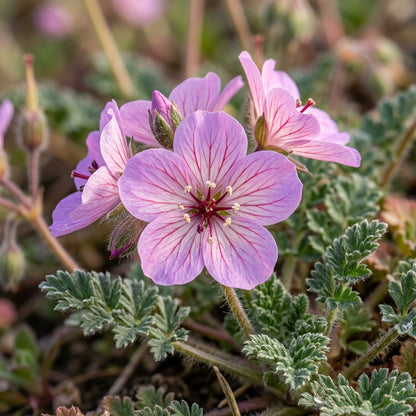 Erodium Castellanum Seeds for Garden Planting