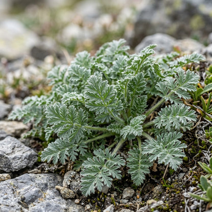 Erodium Castellanum Seeds for Garden Planting