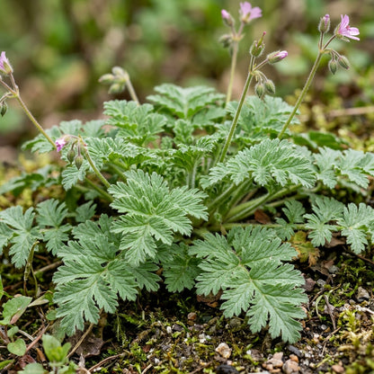 Erodium Pelargoniflorum Flower Seeds