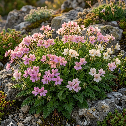 Erodium Pelargoniflorum Flower Seeds