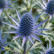 Eryngium Bourgatii Flower Seeds - Sea Holly Flower Seeds for Garden