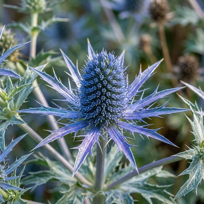 Eryngium Bourgatii Flower Seeds - Sea Holly Flower Seeds for Garden