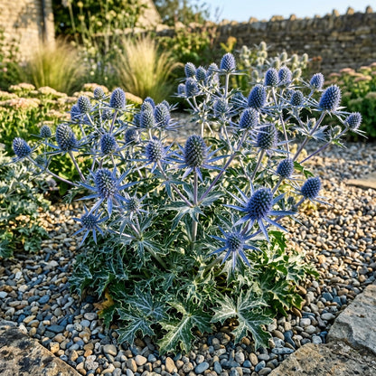 Eryngium Bourgatii Flower Seeds - Sea Holly Flower Seeds for Garden