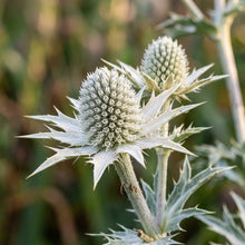 Eryngium Eburneum Flower Seeds - Sea Holly Flower Seeds for Garden