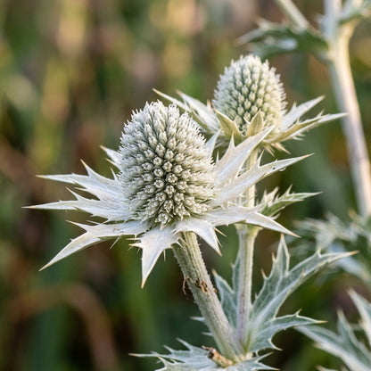 Eryngium Eburneum Flower Seeds - Sea Holly Flower Seeds for Garden
