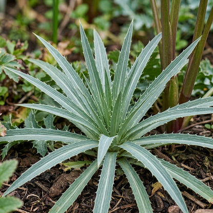 Eryngium Eburneum Flower Seeds - Sea Holly Flower Seeds for Garden