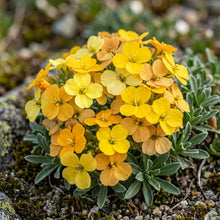 Erysimum Alpinum Flower Seeds - Alpine Wallflower Seeds for Garden