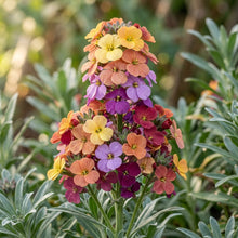 Erysimum Amazing Hybrids Flower Seeds for Planting