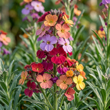 Erysimum Amazing Hybrids Flower Seeds for Planting