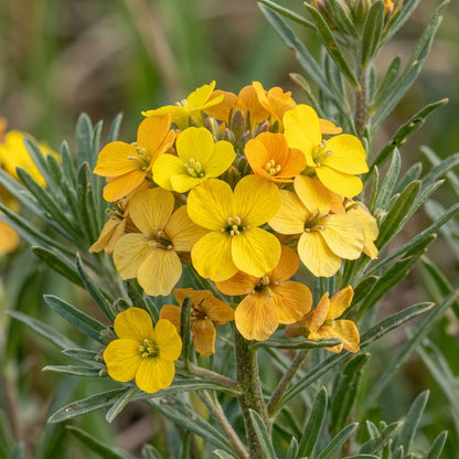 Erysimum Pieninicum Flower Seeds