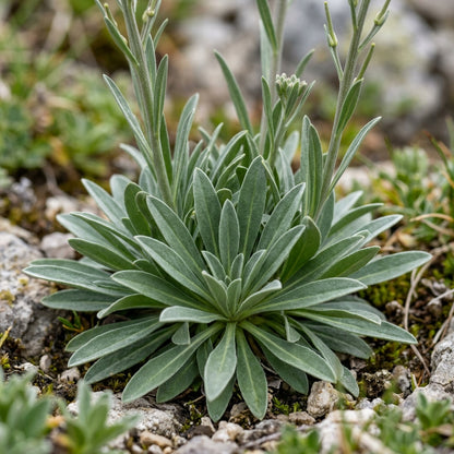 Erysimum Pieninicum Flower Seeds