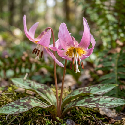 Erythronium Revolutum Flower Seeds For Planting