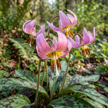 Erythronium Revolutum Flower Seeds For Planting