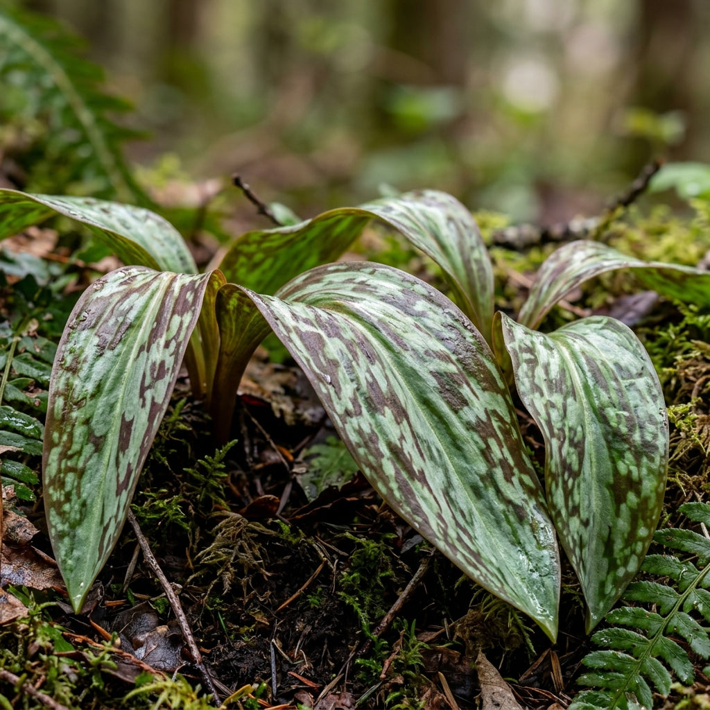 Erythronium Revolutum Flower Seeds For Planting