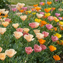 Eschscholtzia Jelly Beans Flower Seeds