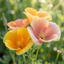 Eschscholtzia Jelly Beans Flower Seeds