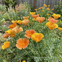 Eschscholtzia Lady Marmalade Seeds – Bright Seasonal Flowers