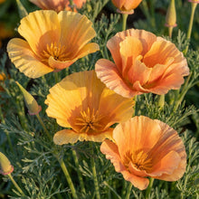 Eschscholtzia Lady Marmalade Seeds – Bright Seasonal Flowers