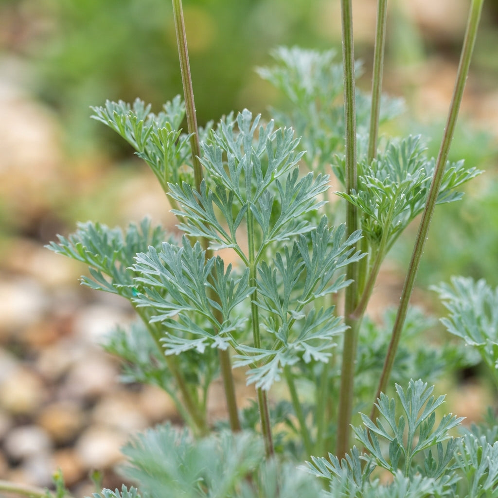 Eschscholzia Mission Bells Flower Seeds for Planting