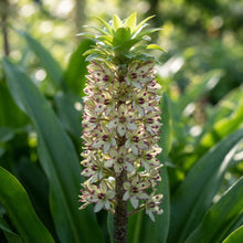 Eucomis Bicolor Seeds for Garden Planting