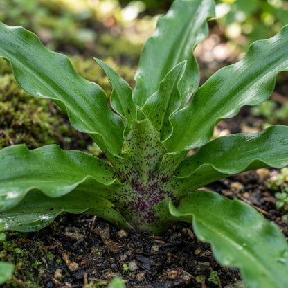 Eucomis Bicolor Seeds for Garden Planting