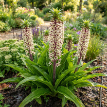 Eucomis Bicolor Seeds for Garden Planting