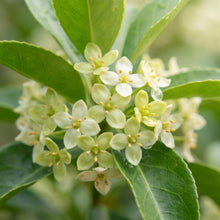 Euonymus Planipes Seeds - Shrub Seeds for Garden