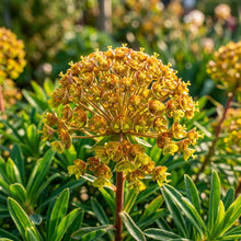 Euphorbia mellifera Seeds for Planting