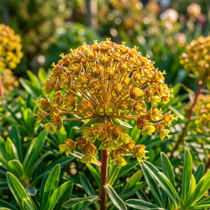 Euphorbia mellifera Seeds for Planting