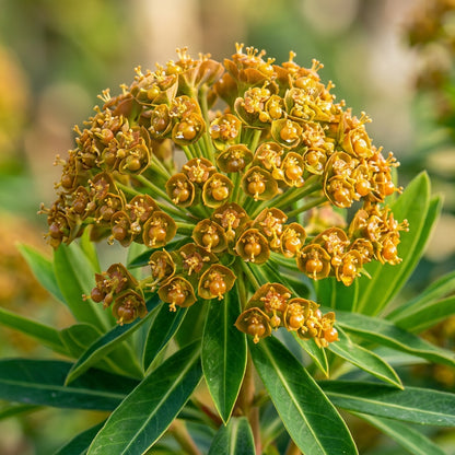Euphorbia mellifera Seeds for Planting