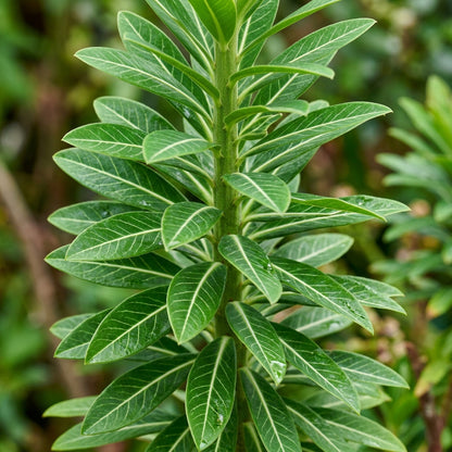 Euphorbia mellifera Seeds for Planting