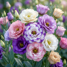 Eustoma Flower Seeds for Planting