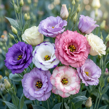 Eustoma Flower Seeds for Planting