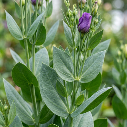 Lisianthus Rosita 2 Purple Seeds - Purple Lisianthus Flower Seeds for Garden