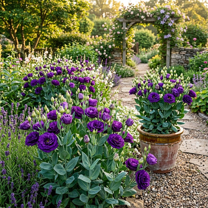Lisianthus Rosita 2 Purple Seeds - Purple Lisianthus Flower Seeds for Garden