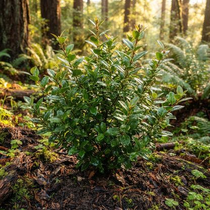 California Evergreen Huckleberry Seeds for Planting