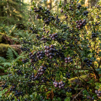 California Evergreen Huckleberry Seeds for Planting