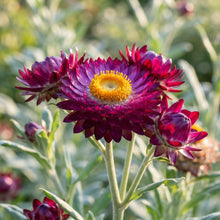 Everlasting Daisy Purple Red Seeds for Garden Planting