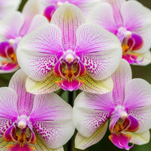 Orchid Flower Seeds for Indoor & Outdoor Decorative Planting