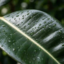 Ficus elastica Decora Seeds – Rubber Plant Evergreen Indoor Garden Plant Seeds