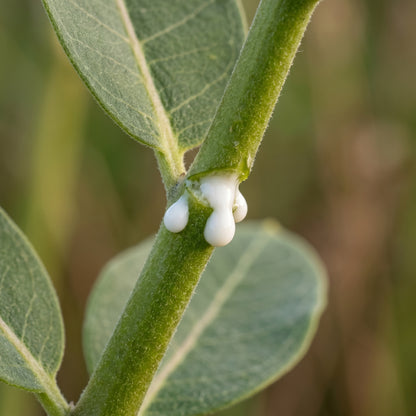 Mixed Color Milkweed Seeds – Asclepias Garden Flower Seeds