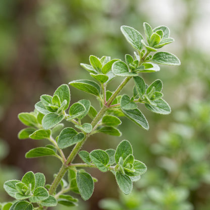 Italian Oregano Seeds
