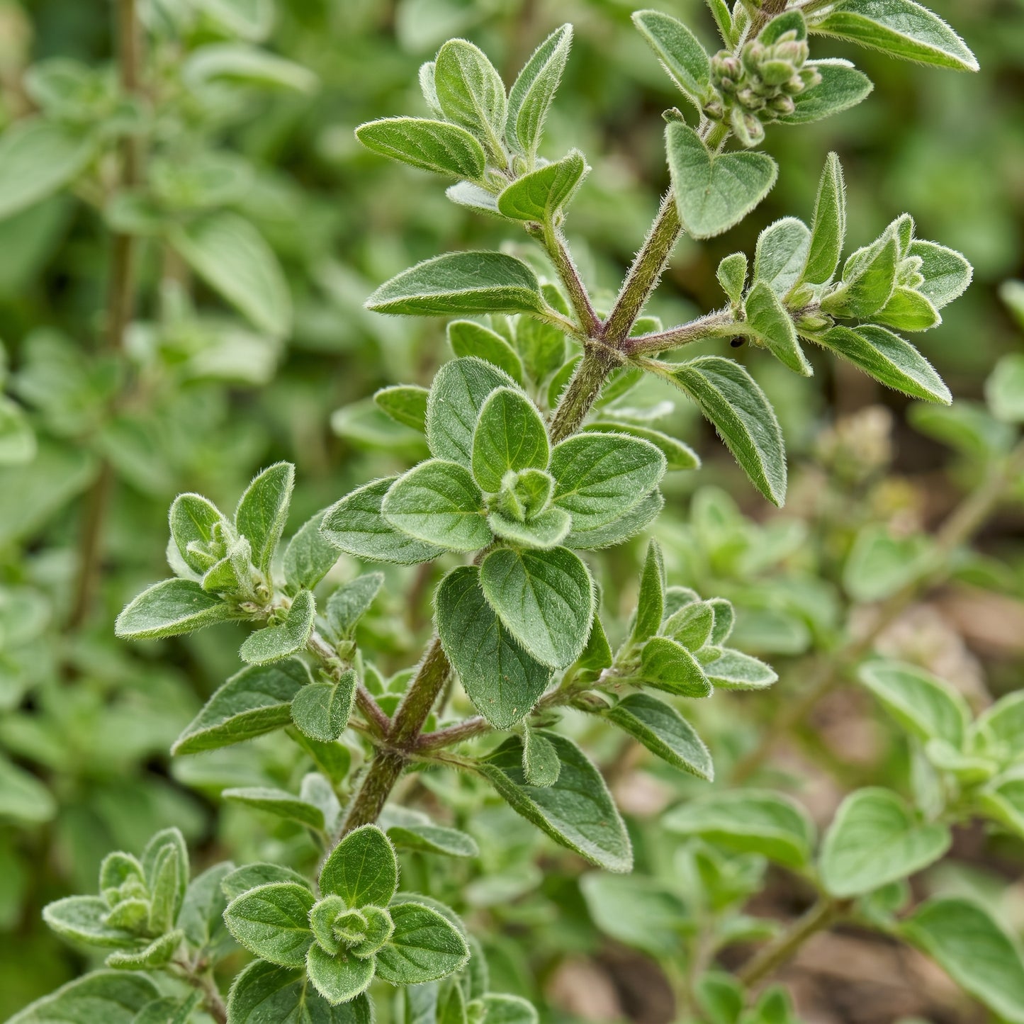 Italian Oregano Seeds