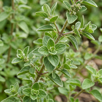 Italian Oregano Seeds