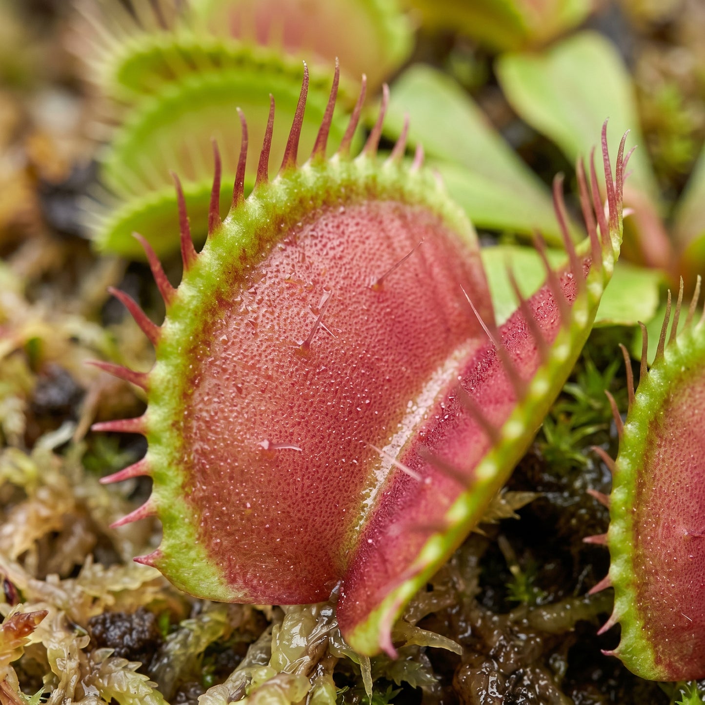 Venus Flytrap Seeds for Indoor Plant Growing