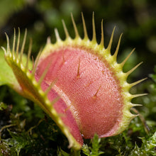 Venus Flytrap Seeds for Indoor Plant Growing